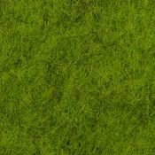 Moss